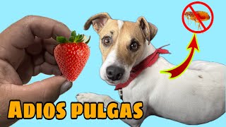 El Mejor Remedio Contra PULGAS Y GARRAPATAS 💥Usando FRESA🍓 [upl. by Shela]