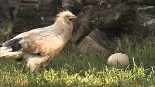 Egyptian Vultures [upl. by Arihat]