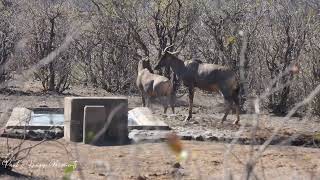 Tsessebe Antilope [upl. by Malissia]