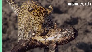 Leopard Learns How to Catch a Fish  BBC Earth [upl. by Ykceb]