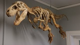 BIG 3D Printed TRex Skeleton [upl. by Anidem560]