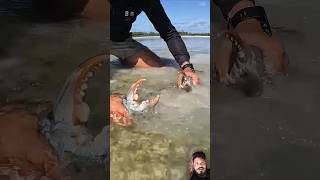 mudcrab fishing mudfish fish muddyoutdoors shark animals catfish [upl. by Idou566]