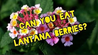 Lantana camara  Edible or Toxic [upl. by Leile]