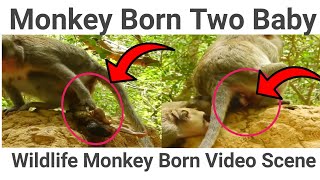 Mother Monkey Giving Birth on Tree Born Two Baby  Monkey Bone Two Baby  Animals Scene [upl. by Richara]