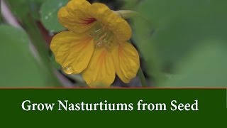 How to Grow Nasturtium from Seed [upl. by Erwin]