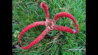 The Octopus Stinkhorn Clathrus archeri [upl. by Kobe285]