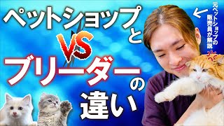 【猫を飼う前に見て！】ペットショップとブリーダーの違いを元ペットショップ販売員が解説！猫を飼う時の「〇〇保証」本当に必要 [upl. by Enitsugua223]