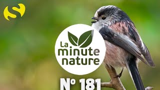 CHANTS DOISEAUX LEÇON 8 No 181 [upl. by Felizio]