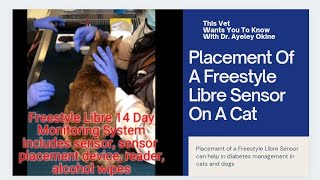 TVWYTK  Placement Of A Freestyle Libre Sensor On A Cat [upl. by Dorman472]