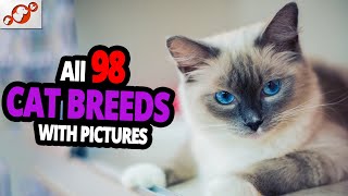 🐈 All Cat Breeds AZ With Pictures all 98 breeds in the world [upl. by Enajyram]