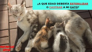 ¿A que edad debería esterilizar o castrar a mi gatoa [upl. by Tillo]