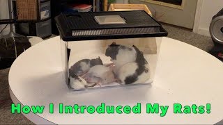 How To Introduce Rats To Each Other part 1 [upl. by Akcemat]