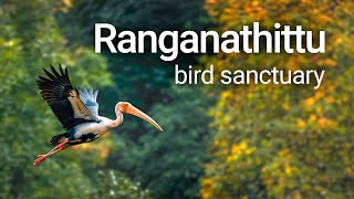 Karnataka’s largest bird sanctuary  Ranganathittu  Pakshidhama [upl. by Brew]