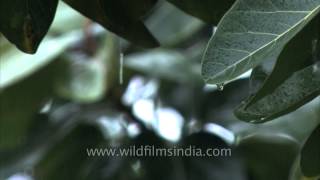 Banyan leaves get wet in rain [upl. by Lallage928]