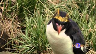 The Macaroni Penguin [upl. by Robinett]