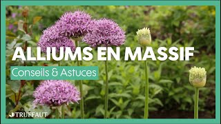 Bulbes dallium  plantation au jardin et conseil dentretien  Truffaut [upl. by Rosinski760]