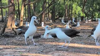 Laysan Albatross Dance [upl. by Neala]