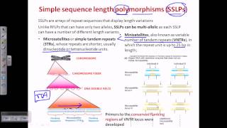 Simple sequence length polymorphism SSLP [upl. by Acceb831]