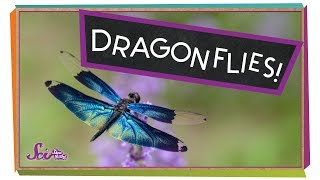 Super Strong Dragonflies [upl. by Peder]