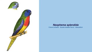 Video Encyclopedia of Parrot Species  133 Neophema splendida [upl. by Gypsy]