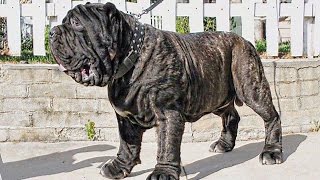 AMERICAN MOLOSSUS RECREATING AN ANCIENT DOG BREED [upl. by Ardnwahsal]