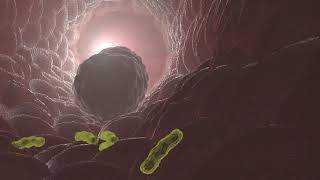 macrophage eating bacteria in 3D animation [upl. by Dolorita81]