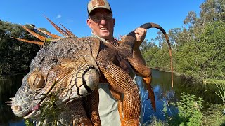 Massive IGUANA and Miracle Berry Catch Clean Cook Iguana Curry [upl. by Garik]