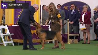 Bloodhounds  Breed Judging 2020 [upl. by Cheatham]