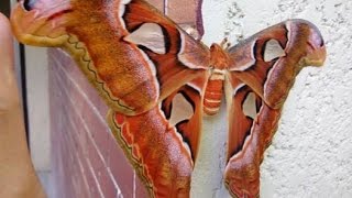 Giant Butterfly quot Mariposa quot Atlas moth Attacus atlas [upl. by Entsirhc]