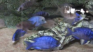 AQUARIUM MALAWI PLACIDOCHROMIS MDOKA CYRTOCARA MOORIIMalawi CichlidsACQUARIO MALAWI CON ROCCE DIY [upl. by Dupuy]