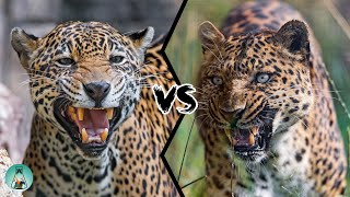 JAGUAR VS LEOPARD  PART II  Who would win [upl. by Kahlil]