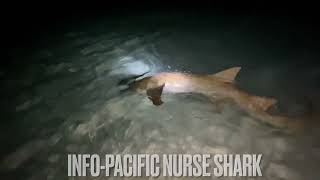 Shore Fishing Maldives Fulidhoo [upl. by Beffrey]