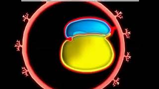 Development of GIT  Animation video  Embryology  Foregut  Midgut  Hindgut  Quick Revision [upl. by Accber]