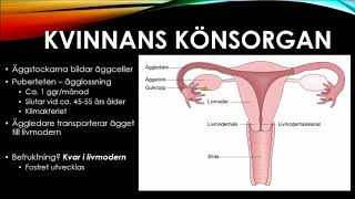 Lärax  Naturkunskap Människans kön [upl. by Aihsinyt]