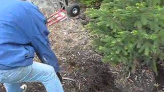 Evergreen Transplant  Wisconsin Garden Video Blog 110avi [upl. by Moyer]