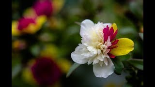 Portulaca Fairytale Cinderella [upl. by Anstice]