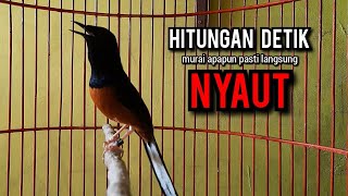 murai batu gacor AMPUH buat PANCINGAN murai batu agar bunyi JADIKAN burung murai gacor EMOSI [upl. by Assilav]