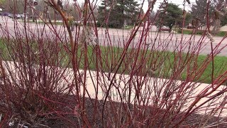 Pruning Redtwig Dogwood [upl. by Eidnac670]