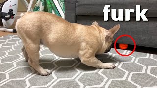 EMERGENCY French Bulldogs Funny Reaction To Ball Stuck Under Sofa😮 [upl. by Darahs859]