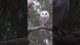 Barn Owl [upl. by Idou]