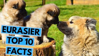 Eurasier  TOP 10 Interesting Facts [upl. by Einaffets]