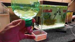 HOW TO BREED NEON TETRAS PART 3 [upl. by Haneeja]