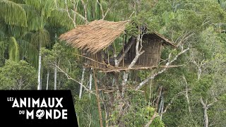 Papouasie  NouvelleGuinée  Korowai les hommes libres  Papua Barat [upl. by Thane]