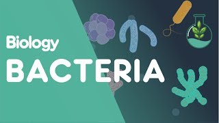 Structure of Bacteria  Cells  Biology  FuseSchool [upl. by Akiraa]