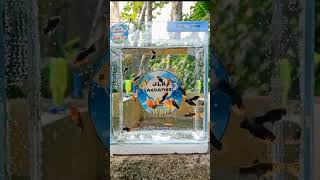 Bluemoon platy jlbaquaticschannel jlbaquaticsofficial jlbaquaticsph fish platy fishkeeping [upl. by Gagnon948]