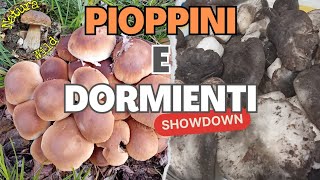 Funghi Dormienti e Pioppini 2024 quotTra Abeti Bianchi di Montagna e Pioppi Neri di Pianura quot 💊 [upl. by Vito]