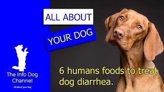 6 foods to treat dog diarrhea [upl. by Dnalyag]