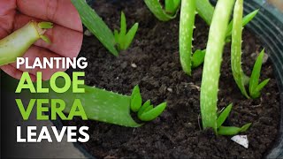 How To Plant Aloe vera Leaves [upl. by Onid]