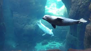 Seals swimming underwater view [upl. by Vite996]