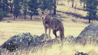 FIRED UP Episode 1 Rainy day coyote hunting decoy dog action [upl. by Ppilihp]